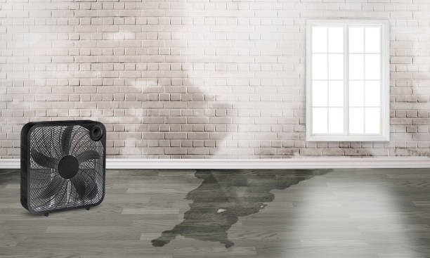 Best Ceiling water damage repair  in Beach Haven, NJ
